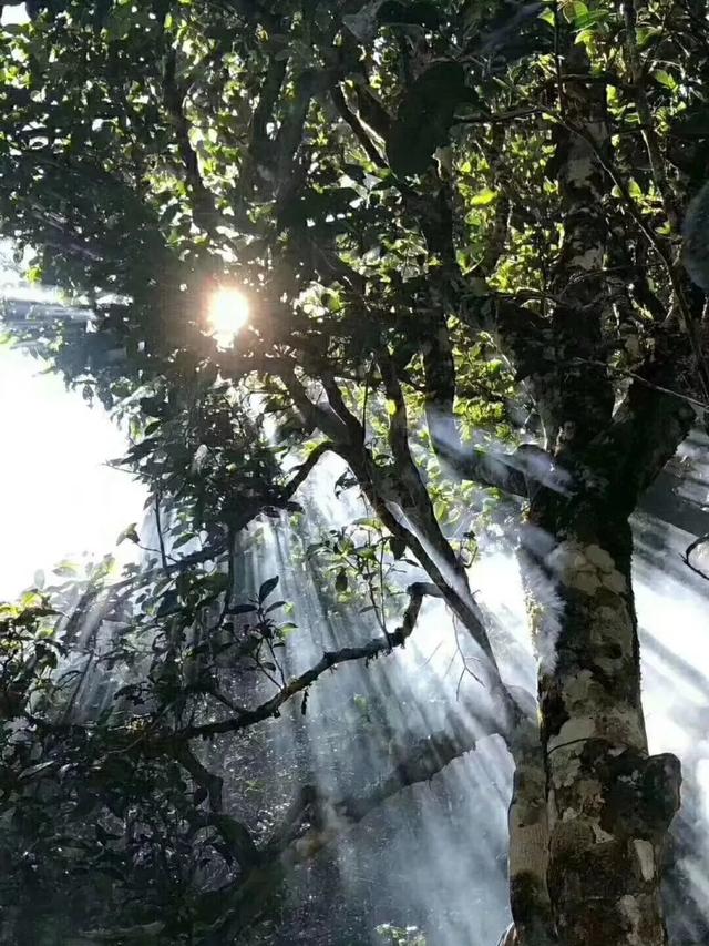 云南普洱市思茅区吃刨猪汤农家乐大盘点,普洱 猪圈