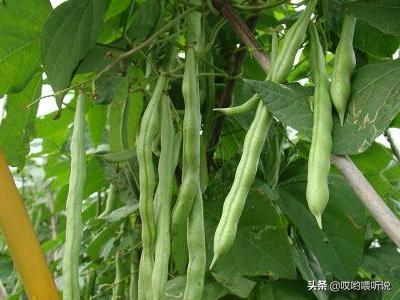 四季豆种植时间和方法，四季豆种植时间和方法温度