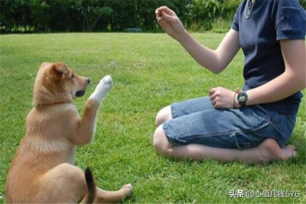 怎么教狗狗学握手