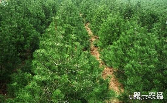 松树子泡水有什么功效(图9)