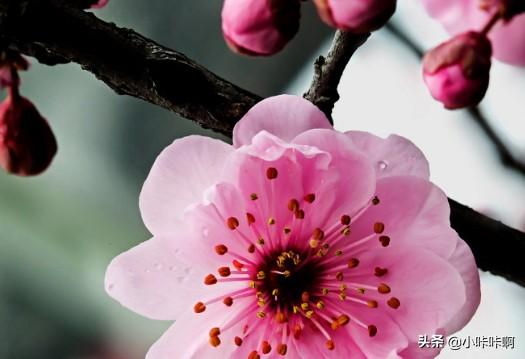 梅兰竹菊的古诗（梅兰竹菊的古诗大全四句）