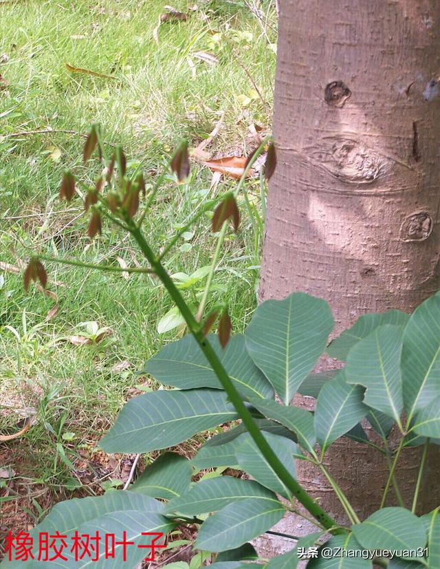 景洪农业种植信息，景洪农业种植信息公示