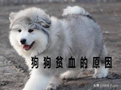 怎么改善狗狗贫血问题(图2)