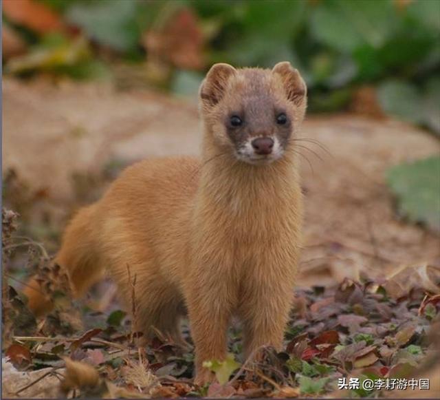 黄鼠狼是什么样图片？：黄皮子图片