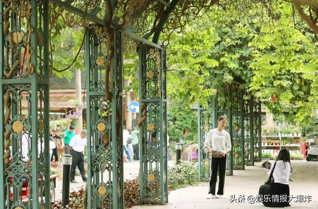 荷兰花卉出口图片? 荷兰花卉出口图片大全!