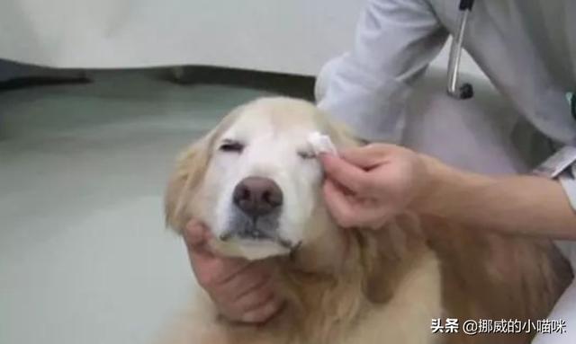 金毛犬有泪痕怎么办,第8张