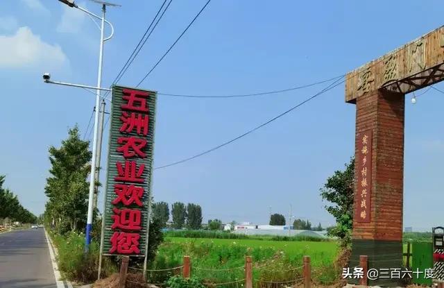 济南吴家堡向日葵何时开放？