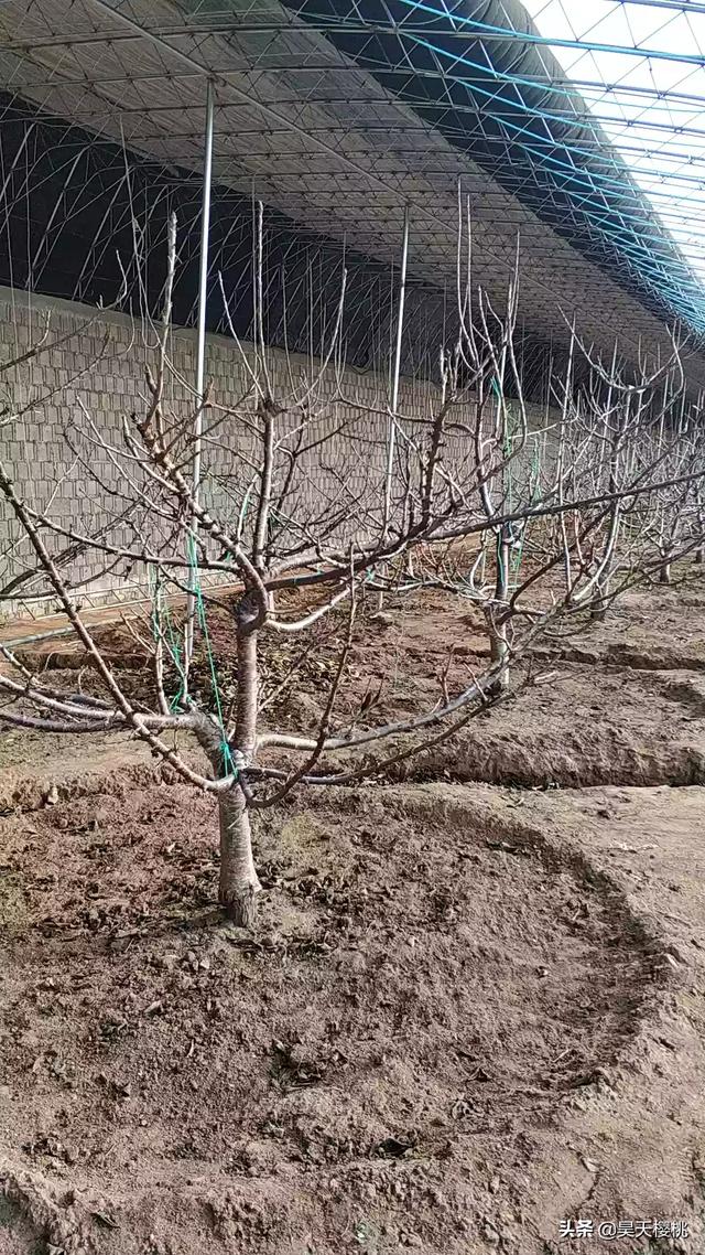 一年四季什么时候除草-一年四季什么时候除草最好