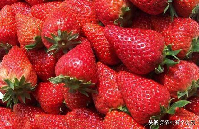 大棚南方春节上市的水果(图4)