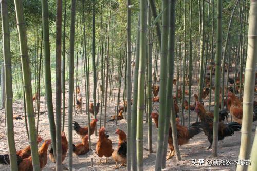 養寵物的視頻?養寵物的視頻大全!