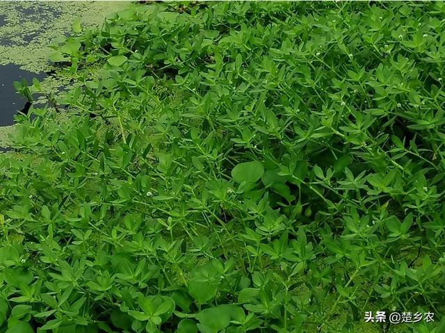 塘草书法字体