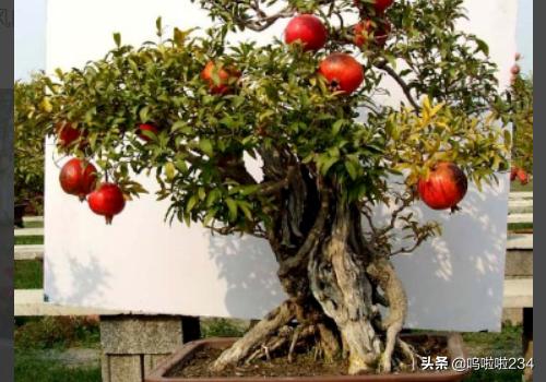 阳台种石榴怎么种植,阳台种石榴怎么种植视频