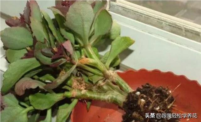 绿化种植土多少钱一方 花盆 草