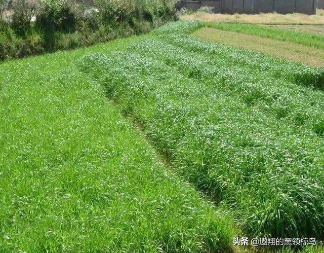 小米草种植方法，小米草种植方法与时间