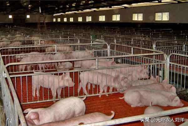 18年4月2日如东县生猪价格-如东生猪价格行情