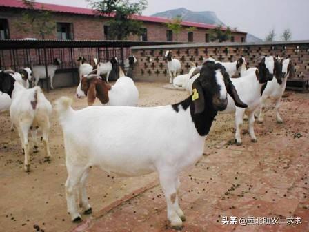 养殖黑山羊的销路-养殖黑山羊的销路怎么样