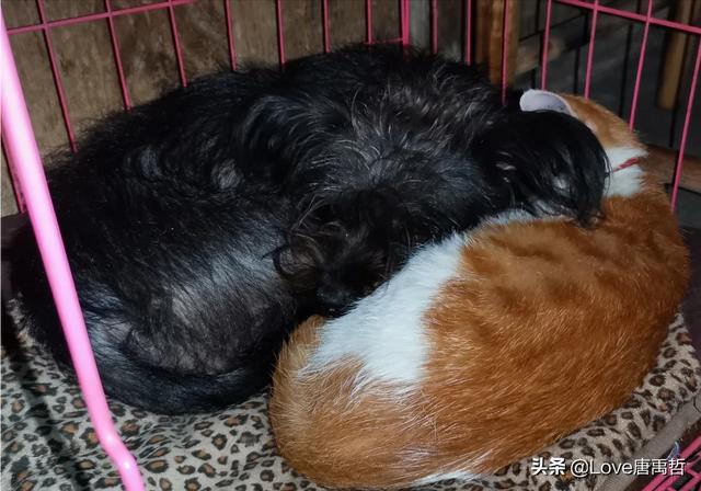 我家养了很长时间的猫，突然走出去了就再也没有回来，怎么办,第6张