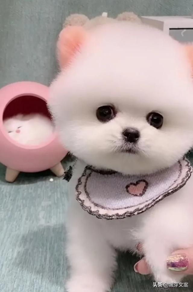 俊介是什么狗（俊介和茶杯犬的区别？）