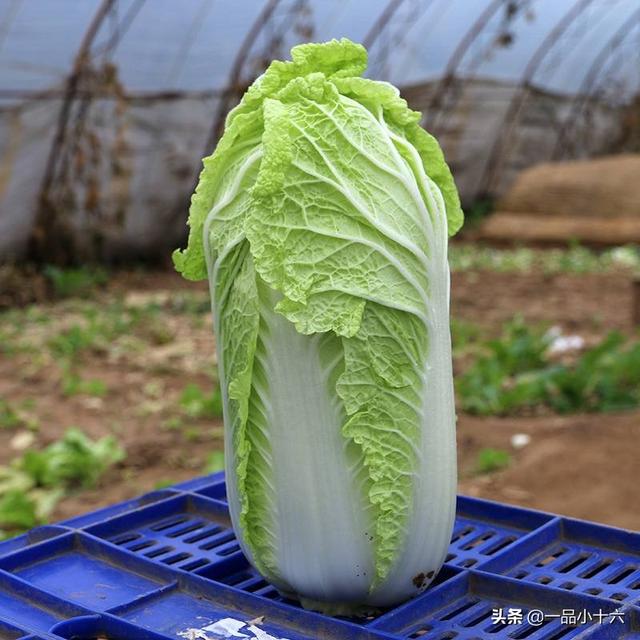 蔬菜种植时间表，蔬菜种植时间表 最全