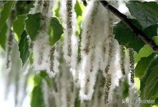 植物传播种子的方法? 植物传播种子的方法有哪些?!