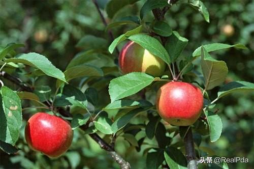 苹果树开花图片苹果树开花图片大全
