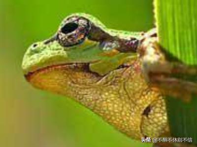 青蛙（关于青蛙你还知道些什么？）
