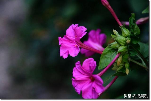 种花养花? 种花养花技巧!