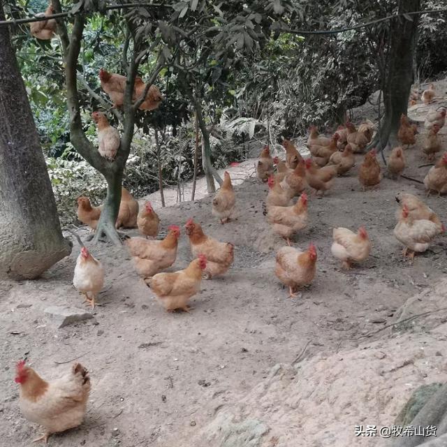 求购广东白斩鸡做法（广东白切鸡卤水配方？）