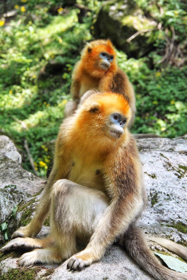 云南丽江市古城区采摘山庄电话+地址,丽江采摘园