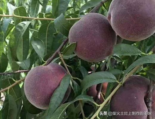 高山菜做法家常做法大全(图34)