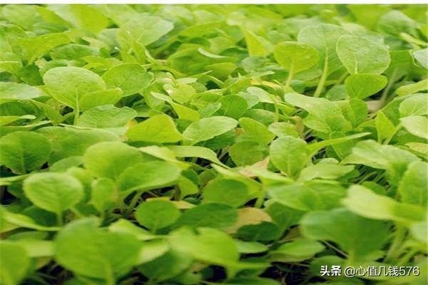 鸡毛菜的种植方法,第10张