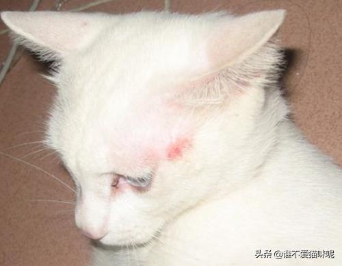 买猫被传染满脸猫藓（幼猫吃猫罐头长猫藓，该怎么办？）