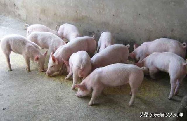 快速增长猪饲料-快速增长猪饲料的方法