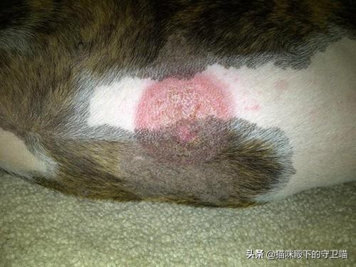 狗身上有癣怎么办用什么药好(图1)