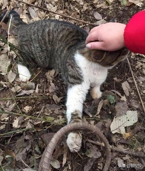 狸花猫为什么喜欢晚上跑出去？：我与狸猫不出门