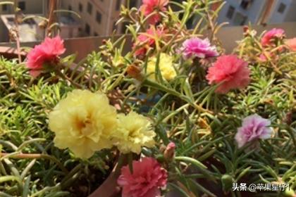 太阳花春季插扦怎么养护和管理(图5)