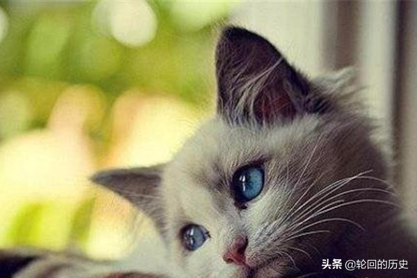 家里养的猫老是想出去怎么办,第4张