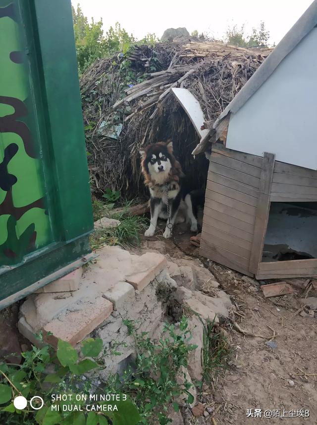 什么寵物容易養?什么寵物容易養活!