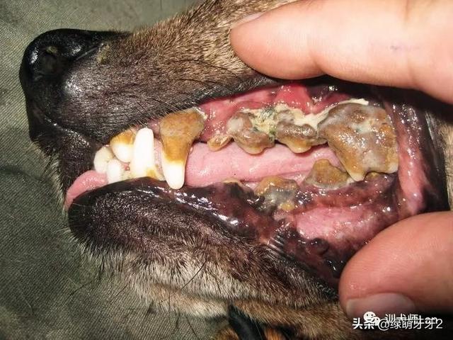 狗狗突然开始一直流口水是不是中毒了