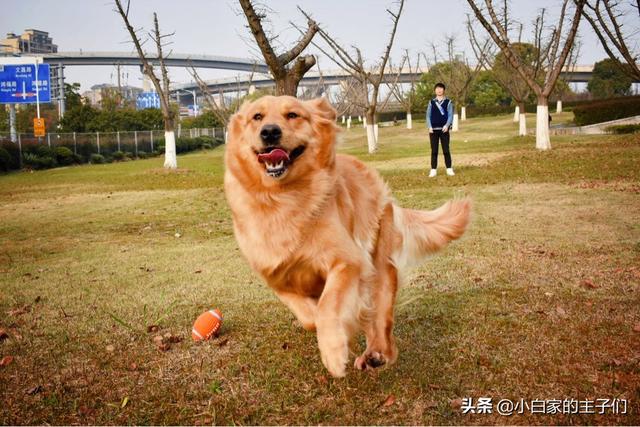 狗狗整天想出去玩怎么办