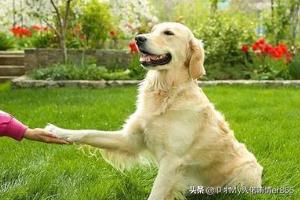 怎么教狗狗学握手,第6张