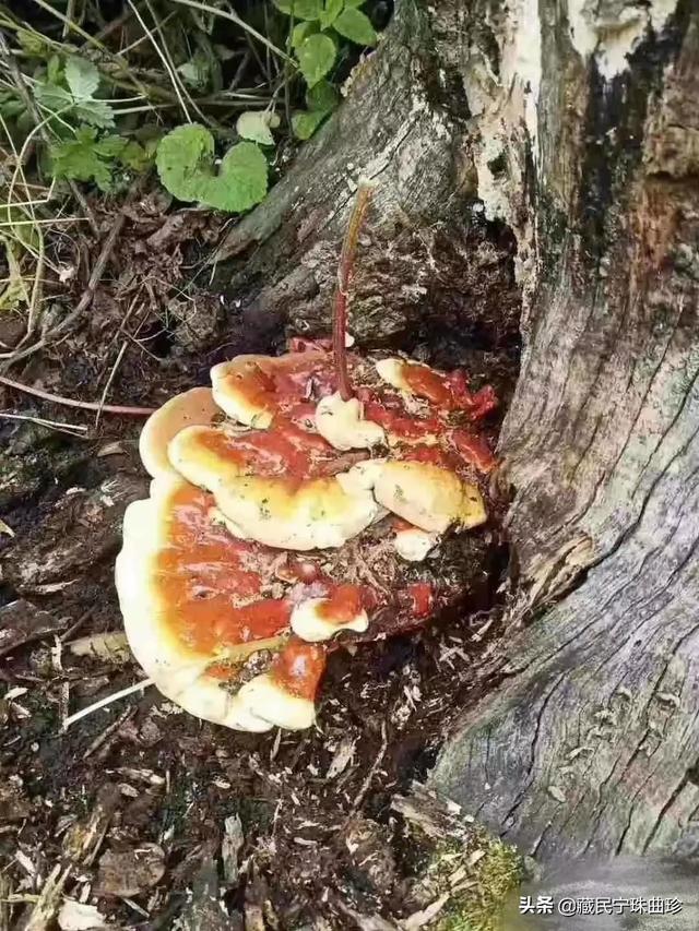 灵芝怎么吃效果最好(图2)