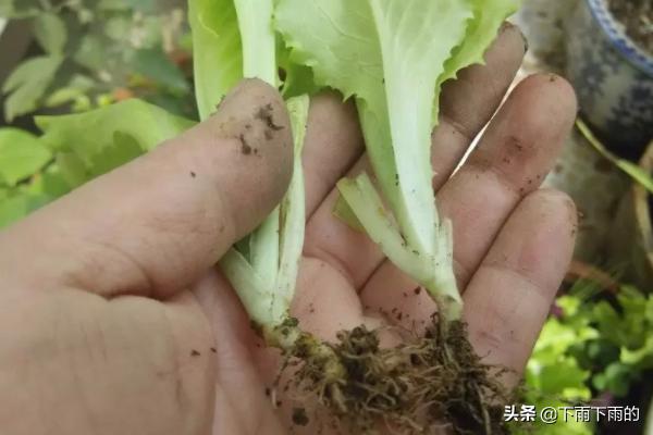 菜苗种植方法，菜苗种植方法教程