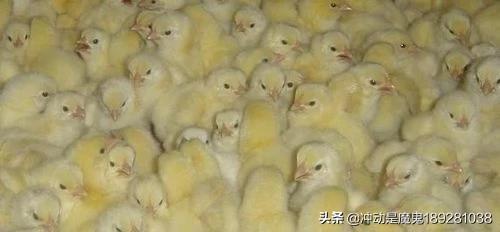 笼养鸡雏饲料配比-笼养鸡雏饲料配比表