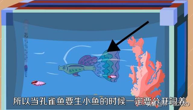 孔雀鱼生小鱼怎么养,第1张