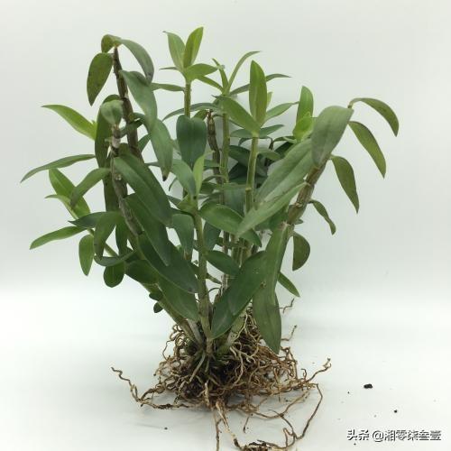 十大暴利种植药材年入千万 我是广西人，我想在家种植最赚钱的药材，请问广西这样的气候种植什么药材比较适合，而又最挣钱？