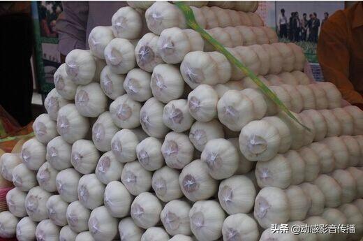 济南市商河县大蒜多少钱