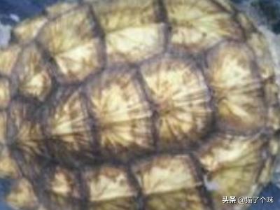 佛鳄龟怎么养才爆刺,第3张