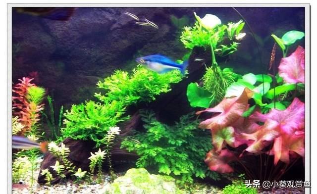養寵物圖片?文明飼養寵物圖片!