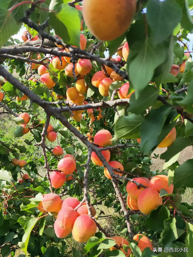 种植什么果园最好挣钱呢,种植什么果园最好挣钱呢视频